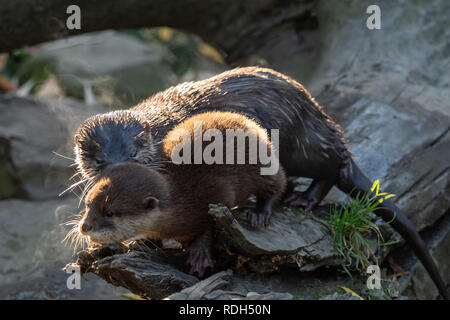 Junge asiatische Small - kratzte Otter (Amblonyx cinerea) Auch die orientalischen kleine Krallen Otter bekannt. Dies ist der kleinste Otter Spezies in der Welt. Stockfoto