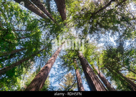 Das Nachschlagen in einem Redwood Forest, Kalifornien Stockfoto