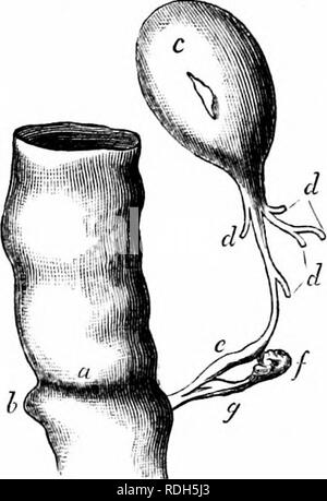 . Auf der Anatomie der Wirbeltiere. Wirbeltiere; Anatomie, Vergleichende; 1866. Krypten der pyluric c; Ich?, llciTing. CCXXXI. Bauchspeicheldrüse (/) eines Floimder. ccxxxil - die Krypten faserig ist und Projekte zwischen und oft über das Niveau ihrer Öffnungen. Die Massen der Epithel ähneln einer der Produktionsstufen, der den Inhalt der ultimative Follikel der pankreatischen acinus ein Säugetier. Die Beziehung jedoch, der]) yloric Anhängsel der Fische, die von der Bauchspeicheldrüse der höheren Wirbeltiere kann aber eine Analogie. Es ist eine Minute, aber konstanter glanduläre Körper sowohl in Fische wh vorhanden Stockfoto