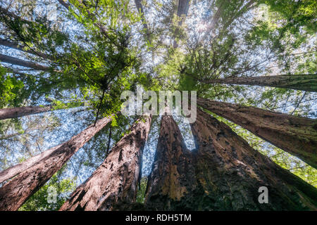 Das Nachschlagen in einem Redwood Forest, Kalifornien Stockfoto