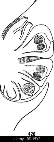 . Morphologie der gymnosperms. Gymnosperms; Pflanze Morphologie. . Bitte beachten Sie, dass diese Bilder sind von der gescannten Seite Bilder, die digital für die Lesbarkeit verbessert haben mögen - Färbung und Aussehen dieser Abbildungen können nicht perfekt dem Original ähneln. extrahiert. Coulter, John Merle, 1851-1928; Chamberlain, Charles Joseph, b. 1863; Kolter, John Merle, 1851-1928. Morphologie der spermatophyten. Teil I. Gymnosperms. Chicago, University Press Stockfoto