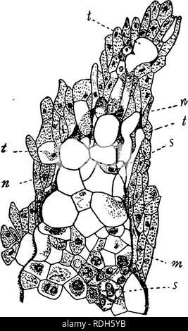 . Morphologie der gymnosperms. Gymnosperms; Pflanze Morphologie. GNETALES 379 "fällt" weiterhin besteht und wird Verholzen. In E. trifurca nur sechs Monate liegen zwischen dem ersten Auftreten der o^a^ spät Strobilus und das Keimen der Samen. Die Entwicklung der megasporangium von Welwiischia ist un-bekannt, außer, dass eine Gruppe von Mutter Zellen unter langen Reihen von parietalzellen vorhanden ist, ist die Schlussfolgerung, dass eine hypodermal archesporium mehrerer Zellen differenziert ist. Keine pollen Kammer ist in der nucellar Gap entwickelt, aber es werden. Kommt Enträtselt von der absteigenden Pollen tu Stockfoto