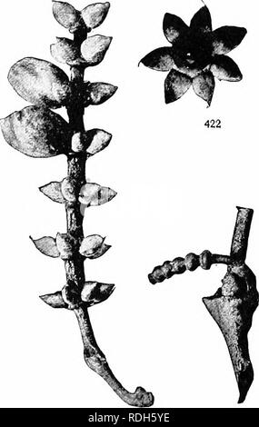 . Morphologie der gymnosperms. Gymnosperms; Pflanze Morphologie. 376 MORPHOLOGIE DER GYMNOSPERMS Nate als in den Eisprung Strobilus) und eine schlanke zylindrische Strobilus (Abbn. 419-422). Die strobili sind Axillären oder Terminal, Einsame oder fascicled oder sogar paniculate. Die staminate Blüte ähnelt der Ephedra, bestehend aus zwei kohärente Hüllblätter investieren eine kurze Achse, Bären, an dessen Spitze zwei Spo-rangia. In der staminate Strobilus von Gnetum auch, wie in Ephedra, ovulate Blumen sind häufig vorhanden. Es ist verlockend, sehen in diesen Blumen (einfache strobili) Die wesentlichen Merkmale der Angio - Sper Stockfoto