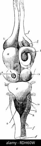 . Auf der Anatomie der Wirbeltiere. Wirbeltiere; Anatomie, Vergleichende; 1866. Bniili ul Tdrlui^o, Ijase anzeigen. CCVIII.. Gehirn oi: Tnrllo iOi, 7" "c), obere Lcw. CCXVI. Tn die Basisansicht der Tlic Gehirn der Schildkröte, in fio gegeben. 190 das Fehlen von "Pons Varolii' und der olivary oder pyramidenförmigen stellen. Bitte beachten Sie, dass diese Bilder sind von der gescannten Seite Bilder, die digital für die Lesbarkeit verbessert haben mögen - Färbung und Aussehen dieser Abbildungen können nicht perfekt dem Original ähneln. extrahiert. Owen, Richard, 1804-1892; Cornell University. Hochschule für Veterinärmedizin. Blume Stockfoto