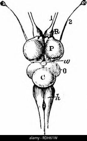 . Auf der Anatomie der Wirbeltiere. Wirbeltiere; Anatomie, Vergleichende; 1866. ENOEPHALON von Fischen. 275 Hering, Abb. 184, c; aber manchmal, die nur einen kleinen Teil, wie in der Döbel, Abb. 177, c, die Lumi) - Fisch, und der Lepidosteus, Abb. 174, C. Die relative Größe des Kleinhirn, entsprechend variiert ^- â ¢ â â¢-1' ich. j - - 175. Gehirn; Lei.&gt;; Amblj ldosteus BraiQ" Opsi 3 magnllled. Bitte beachten Sie, dass diese Bilder sind von der gescannten Seite Bilder, die digital für die Lesbarkeit verbessert haben mögen - Färbung und Aussehen dieser Abbildungen können nicht perfekt dem Original ähneln. extrahiert. Stockfoto