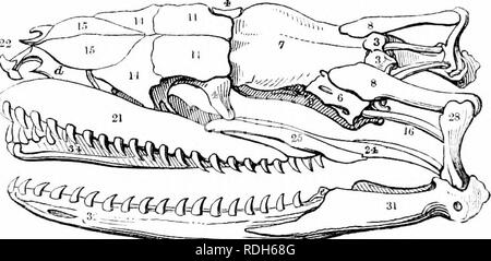 . Auf der Anatomie der Wirbeltiere. Wirbeltiere; Anatomie, Vergleichende; 1866. 48 ANATOIMY von VEETEBRATES. Sehr interessant: das Ende gewonnen scheint, in kriecherei Reptilien haftet dem Kopf gequetscht haben werden, ein zusätzlicher Schutz für den epencephalon - das wichtigste Segment zu Leben aller] irimary Divisionen der zerebrospinalen Achse. Die Dicke der Wände sofort Schutz (durch die Basi gebildet -, ex - und Super-Occipitals) ist gleich der des gleichen vertebralen Elemente im menschlichen Schädels; aber sie sind außerdem aus sehr fest und dichtem Gewebe, ohne diploe: Stockfoto