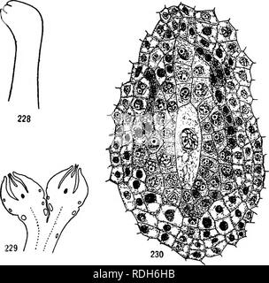 . Morphologie der gymnosperms. Gymnosperms; Pflanze Morphologie. 200 MORPHOLOGIE DER GYMNOSPERMS aber zwei Wochen später sind 0,25 mm. lang, der nucellus wird homogen und nicht gänzlich von der Körperdecke (Abb. umher. 228)." Nicht alle die Knospen der Zwerg Triebe sind fruchtbar und die strobili in jene, die in der Anzahl von eins bis sechs. In solch einer Knospe, die Reihenfolge der Strukturen von Außen nach Innen wie folgt: braun Knospe Skalen, grün Maßstab Blätter, Laub, Blätter, Laub strobili verlässt. Über. Abbn. 228-230.- Ginkgo biloba: frühen Stadien in der Entwicklung der Samenanlage; Bild. 228, nuceUus im Ap Stockfoto