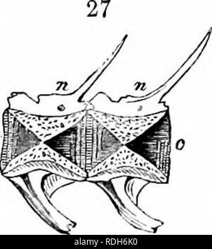 . Auf der Anatomie der Wirbeltiere. Wirbeltiere; Anatomie, Vergleichende; 1866. 34 Ai^ ATOMY 05 Wirbeltiere.. Bitte beachten Sie, dass diese Bilder sind von der gescannten Seite Bilder, die digital für die Lesbarkeit verbessert haben mögen - Färbung und Aussehen dieser Abbildungen können nicht perfekt dem Original ähneln. extrahiert. Owen, Richard, 1804-1892; Cornell University. Hochschule für Veterinärmedizin. Flower-Sprecher veterinärmedizinische Bibliothek. Fmo. London, Longmans, Grün Stockfoto