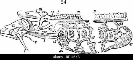 . Auf der Anatomie der Wirbeltiere. Wirbeltiere; Anatomie, Vergleichende; 1866. 32 Anatomie der Wirbeltiere. Schicht des notochordal Kapsel hat die Textur der harten hyalinem Knorpel angenommen; und nicht nur die Unternehmen satte cartilagmous neurapophyses" präsentieren, sondern auch parapophyses, pleurapophyses,. fibro - aiiliroso CMual neuronale Canal gclatlniius Chorda c=a (innere l-iyei "Ich 'f niiruUH Kapsel als hyaline Knorpel. Bitte beachten Sie, dass diese Bilder extrahiert werden aus der gescannten Seite Bilder, die digital haben für die Lesbarkeit verbessert - Färbung und Aussehen dieser Abbildungen können nicht Pe Stockfoto