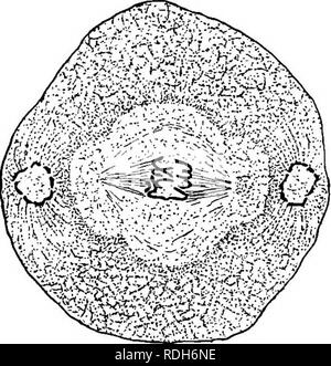 . Morphologie der gymnosperms. Gymnosperms; Pflanze Morphologie. . Bitte beachten Sie, dass diese Bilder sind von der gescannten Seite Bilder, die digital für die Lesbarkeit verbessert haben mögen - Färbung und Aussehen dieser Abbildungen können nicht perfekt dem Original ähneln. extrahiert. Coulter, John Merle, 1851-1928; Chamberlain, Charles Joseph, b. 1863; Kolter, John Merle, 1851-1928. Morphologie der spermatophyten. Teil I. Gymnosperms. Chicago, University Press Stockfoto