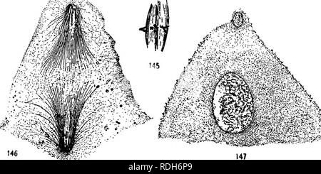 . Morphologie der gymnosperms. Gymnosperms; Pflanze Morphologie. 136 MORPHOLOGIE DER GYMNOSPERMS eine ventrale canal Zelle in palmfarne wurde zuerst von Strasbukger (7) im Jahre 1876 beschriebene Cycas sphaerica, und im nächsten Jahr Erwärmung (8) beschrieben in Ceratozamia rohusta, aber bald zu dem Schluss, dass er sich geirrt hatte. Treub (13) im Jahr 1884 konnte keine ventralen canal Zelle in Cycas circinalis zu finden, und von diesem Zeitpunkt an ist es in der Regel, dass es sich bei der palmfarne haben keine ventralen canal Zelle. 1898 jedoch, Ikeno (27) einen unverwechselbaren Demonstration der Kritischen. Abbn. 145-147. âThe ventralen Kern in palmfarne: Abb. Stockfoto