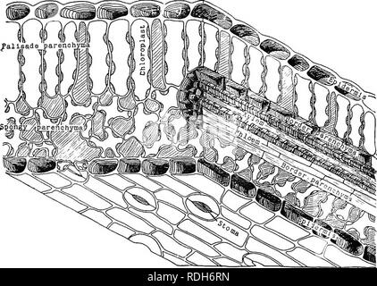 . Pharmazeutische Botanik. Botanik; Botanik, Medizin. Das Blatt 31 das Blatt der Tulip Poplar oder Liriodendron bietet ein gutes Beispiel für ein vollständiges Blatt. Manchmal ist die Lamina oder Blade wird direkt an den Stamm am Sockel befestigt und wird dann gesagt sessile zu sein. Sofern der Stiel vorhanden ist, Gestielt. Wenn blatt Nebenblätter fehlen, das Blatt ist sagte zu exstipulate sein, wenn vorhanden, vor. Der Blattstiel ist selten eine zylindrische Form, aber normalerweise. Abb. 25.- stereogramm der Blattstruktur. Teil einer veinlet ist auf der rechten Seite angezeigt. Interzelluläre Räume sind schattiert. {Aus Steiens.) auf der oberen Seite Stockfoto
