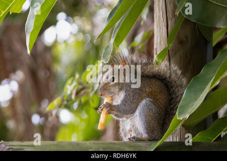 Ein Eichhörnchen sitzt hoch über eine Umfrage shoving ein Braten in den Mund. Schwanz wickelte oben Augen mit einem semi-Profil genießen die Pommes frites konzentriert. Stockfoto