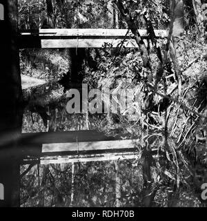 Das Waldland TX USA - 12/21/2018 - Holzbrücke über Bach mit Reflexion im Waldland in B&W Stockfoto