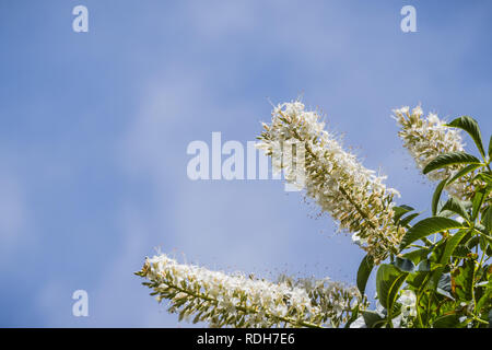 Blumen Kalifornien Roßkastanie (Aesculus californica) Stockfoto