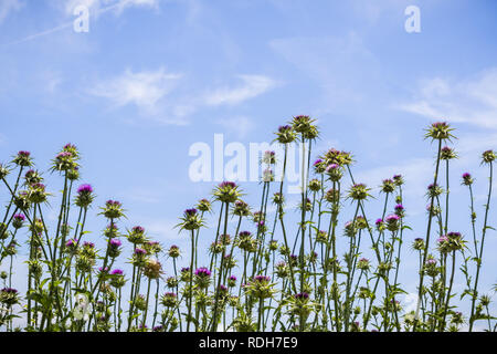 Lila blühenden Thistle vor blauem Himmel Hintergrund, Kalifornien Stockfoto