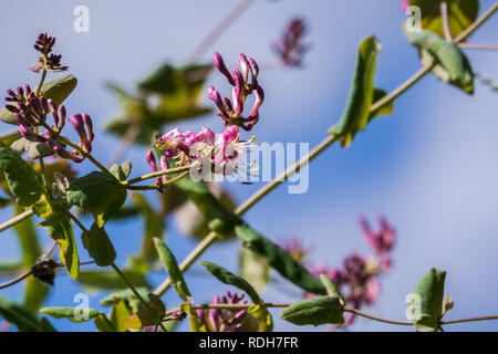 Rosa Geißblatt (Lonicera hispidula) Blumen, Kalifornien Stockfoto