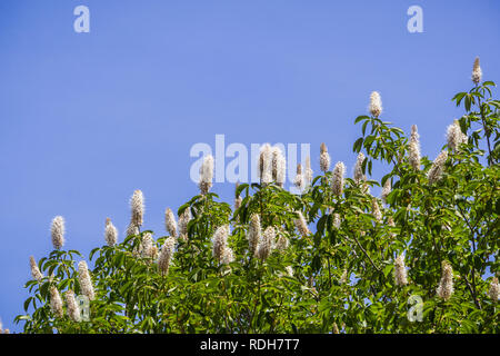 Blumen Kalifornien Roßkastanie (Aesculus californica) Stockfoto