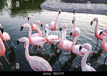 Flamingos an Bicentenario Park - Santiago, Chile Stockfoto