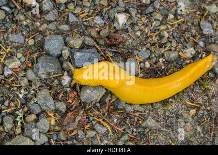 In der Nähe von hellen gelben Banane Slug auf dem Waldboden, Kalifornien Stockfoto