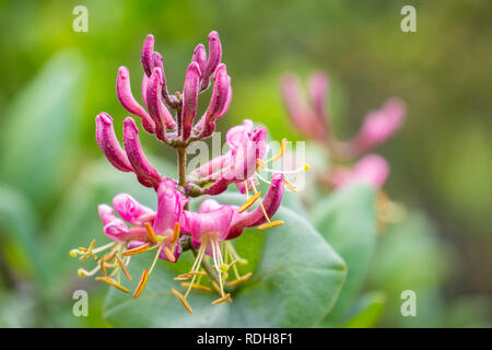 Rosa Geißblatt (Lonicera hispidula) Blumen, Kalifornien Stockfoto