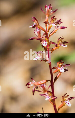 Gefleckte coralroot (Corallorhiza maculata) blühen in den Wäldern von San Francisco Bay, Kalifornien Stockfoto