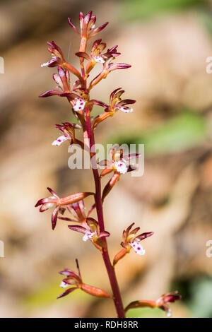 Gefleckte coralroot (Corallorhiza maculata) blühen in den Wäldern von San Francisco Bay, Kalifornien Stockfoto