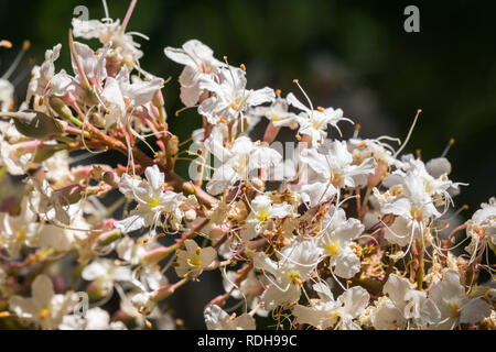 Blumen Kalifornien Roßkastanie (Aesculus californica) Stockfoto