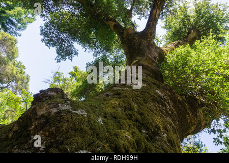 Große live oak Amtsleitung in Moos bedeckt, Kalifornien Stockfoto