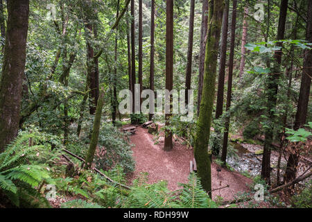 Picknickplatz in einem Redwood Bäumen (Sequoia sempervirens) Wald, Kalifornien Stockfoto