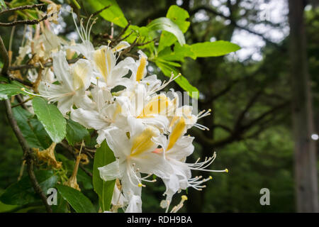 Western Azalee (Rhododendron occidentale) Blumen blühen in den Big Basin Redwoods State Park, Kalifornien Stockfoto