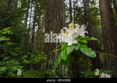 Western Azalee (Rhododendron occidentale) Blumen auf einem Redwood Bäume Wald Hintergrund, Big Basin Redwoods State Park, Kalifornien Stockfoto