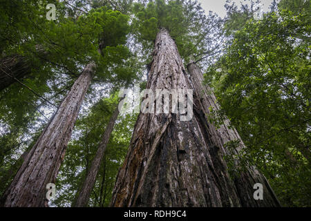 Die majestätischen Redwood-wälder Big Basin State Park, Kalifornien Stockfoto