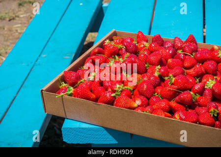 Frisch Bio Erdbeeren auf einem Picknicktisch abgeholt, Kalifornien Stockfoto