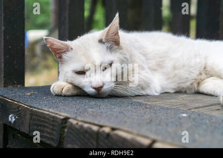 Porträt einer weißen Katze ruht auf einem Holzdeck Stockfoto