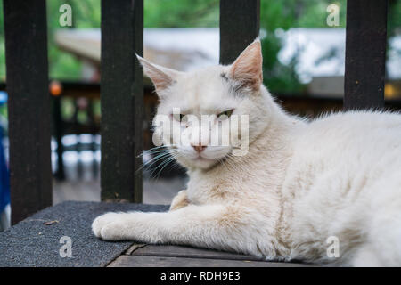 Porträt einer weißen Katze ruht auf einem Holzdeck Stockfoto