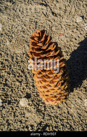 Gefallenen Sugar Pine (Pinus lambertiana) Kegel, Yosemite National Park, Kalifornien Stockfoto