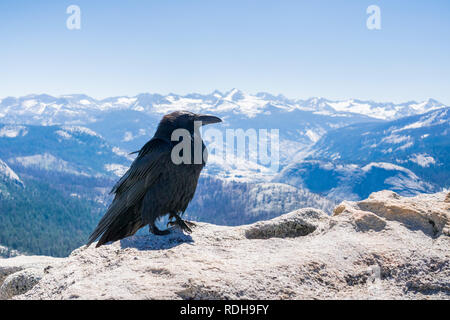 Rabe (Corvus Corax) auf der Oberseite des Half Dome, Yosemite National Park, Kalifornien sitzen Stockfoto