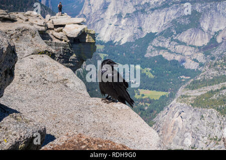 Rabe (Corvus Corax) auf der Oberseite des Half Dome, Yosemite National Park, Kalifornien sitzen Stockfoto