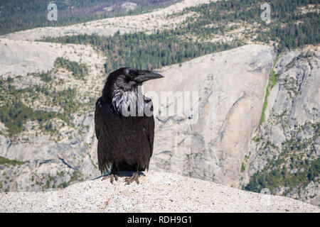 Rabe (Corvus Corax) auf der Oberseite des Half Dome, Yosemite National Park, Kalifornien sitzen Stockfoto