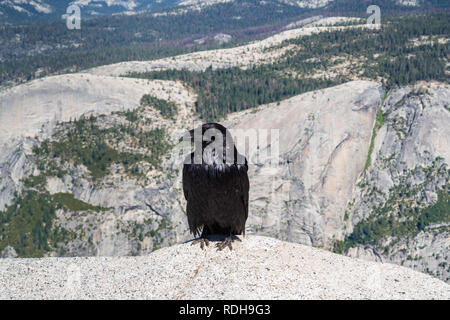 Rabe (Corvus Corax) auf der Oberseite des Half Dome, Yosemite National Park, Kalifornien sitzen Stockfoto