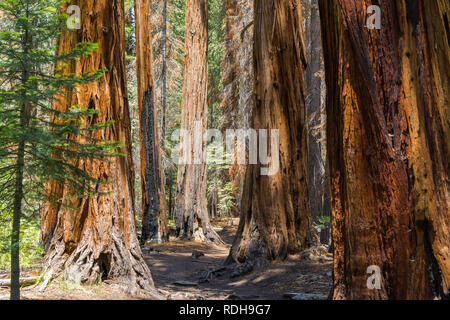 Wanderweg durch die Wälder von Yosemite National Park, Kalifornien Stockfoto