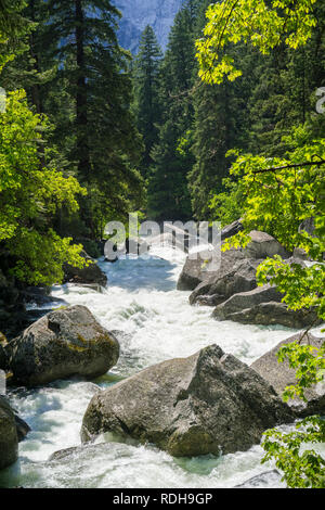 Merced River läuft schnell durch den Wald, Yosemite National Park, Kalifornien Stockfoto