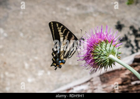 Western Tiger Schwalbenschwanz (Papilio rutulus) Bestäubung eine Distel Blume, Yosemite National Park, Kalifornien Stockfoto