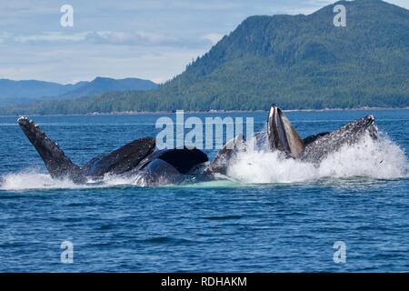 Buckelwale Stockfoto