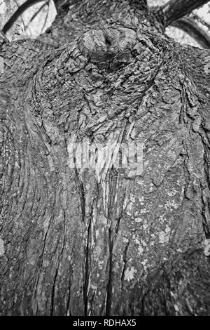 Lage - Datum - Muster der grünen Moos auf Baum 2 Stockfoto