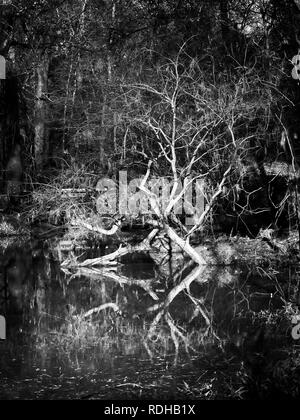 Das Waldland TX USA - 12/21/2018 - Baum über Wasser mit Reflexion im Waldland in B&W Stockfoto