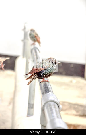 Vogel isoliert - bunte Star (Sturnus vulgaris) sitzt auf einer Schiene Stockfoto