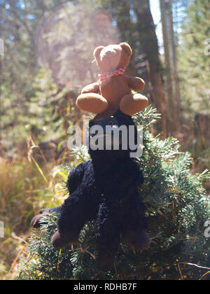 Der Bär im Wald Stockfoto