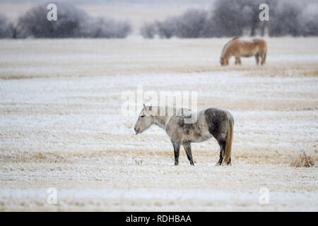 Seitenansicht von zwei schönen Pferde grasen in geernteten Getreide Feld wie Schnee an trüben, kalten Wintertag in ländlichen Alberta, Kanada fällt. Stockfoto